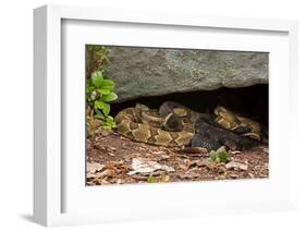 Gravid Timber rattlesnakes basking to bring young to term-John Cancalosi-Framed Photographic Print