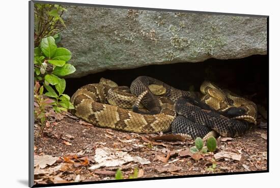 Gravid Timber rattlesnakes basking to bring young to term-John Cancalosi-Mounted Photographic Print