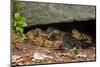 Gravid Timber rattlesnakes basking to bring young to term-John Cancalosi-Mounted Photographic Print