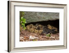 Gravid Timber rattlesnakes basking to bring young to term-John Cancalosi-Framed Photographic Print