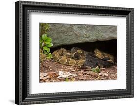 Gravid Timber rattlesnakes basking to bring young to term-John Cancalosi-Framed Photographic Print