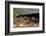 Gravid Timber rattlesnakes basking to bring young to term-John Cancalosi-Framed Photographic Print