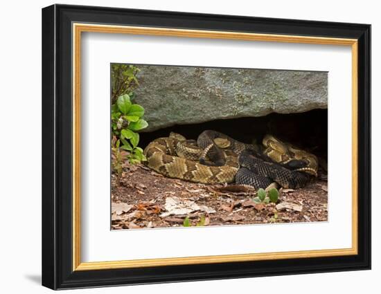 Gravid Timber rattlesnakes basking to bring young to term-John Cancalosi-Framed Photographic Print