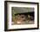 Gravid Timber rattlesnakes basking to bring young to term-John Cancalosi-Framed Photographic Print