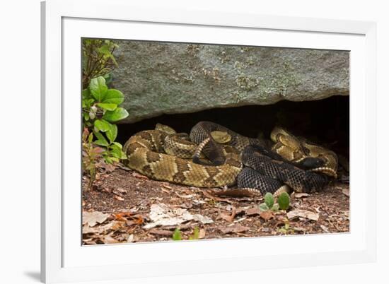 Gravid Timber rattlesnakes basking to bring young to term-John Cancalosi-Framed Photographic Print