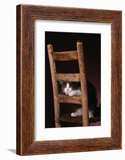 Gray and White Cat Looking through Wood Chair-DLILLC-Framed Photographic Print