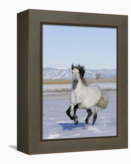 Gray Andalusian Stallion, Cantering in Snow, Longmont, Colorado, USA-Carol Walker-Framed Premier Image Canvas