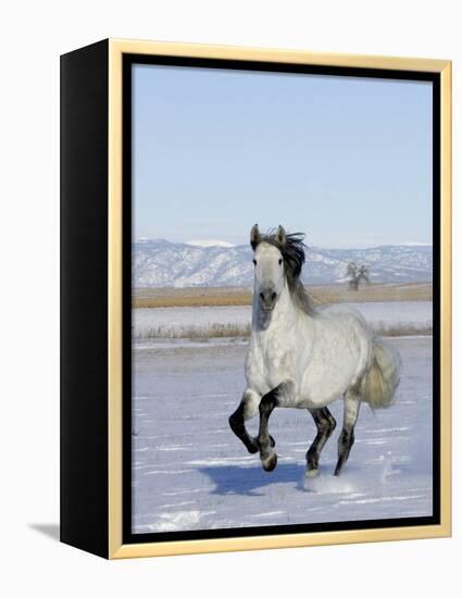 Gray Andalusian Stallion, Cantering in Snow, Longmont, Colorado, USA-Carol Walker-Framed Premier Image Canvas