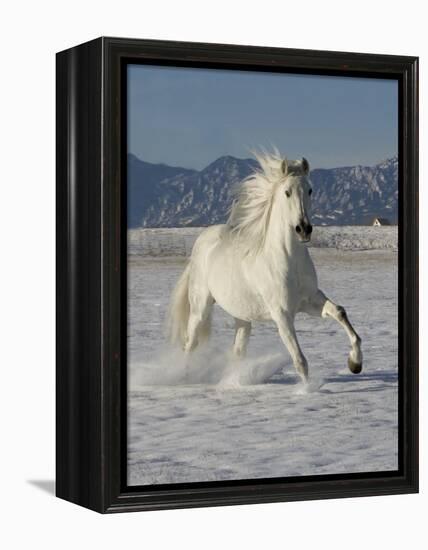 Gray Andalusian Stallion, Cantering in Snow, Longmont, Colorado, USA-Carol Walker-Framed Premier Image Canvas