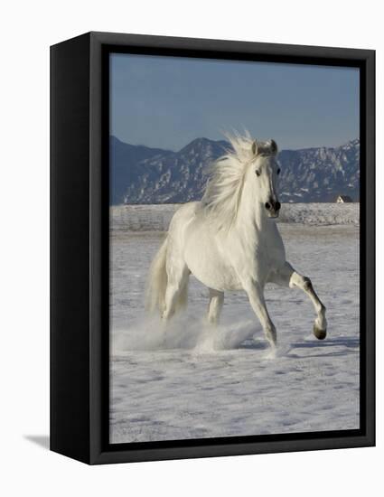 Gray Andalusian Stallion, Cantering in Snow, Longmont, Colorado, USA-Carol Walker-Framed Premier Image Canvas