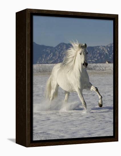 Gray Andalusian Stallion, Cantering in Snow, Longmont, Colorado, USA-Carol Walker-Framed Premier Image Canvas