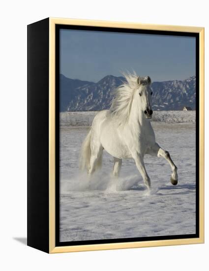 Gray Andalusian Stallion, Cantering in Snow, Longmont, Colorado, USA-Carol Walker-Framed Premier Image Canvas