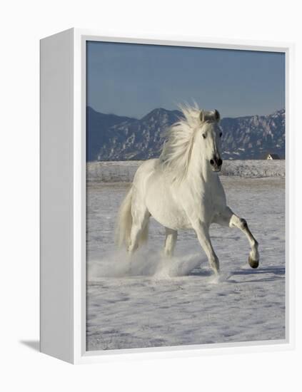Gray Andalusian Stallion, Cantering in Snow, Longmont, Colorado, USA-Carol Walker-Framed Premier Image Canvas