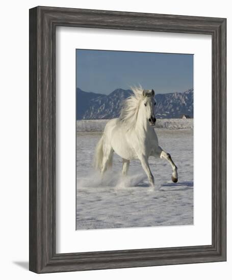 Gray Andalusian Stallion, Cantering in Snow, Longmont, Colorado, USA-Carol Walker-Framed Premium Photographic Print