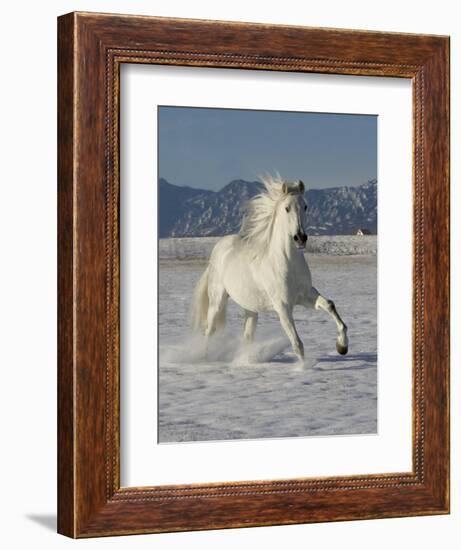 Gray Andalusian Stallion, Cantering in Snow, Longmont, Colorado, USA-Carol Walker-Framed Premium Photographic Print