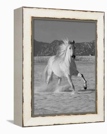 Gray Andalusian Stallion, Cantering in Snow, Longmont, Colorado, USA-Carol Walker-Framed Premier Image Canvas