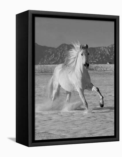 Gray Andalusian Stallion, Cantering in Snow, Longmont, Colorado, USA-Carol Walker-Framed Premier Image Canvas