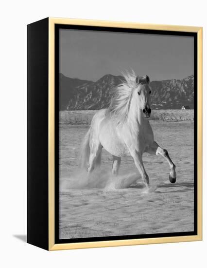 Gray Andalusian Stallion, Cantering in Snow, Longmont, Colorado, USA-Carol Walker-Framed Premier Image Canvas