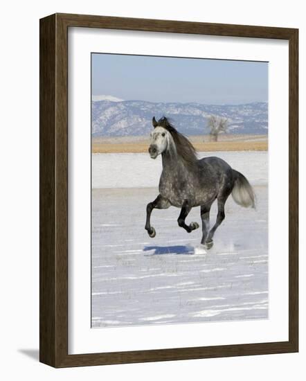 Gray Andalusian Stallion, Cantering in Snow, Longmont, Colorado, USA-Carol Walker-Framed Photographic Print