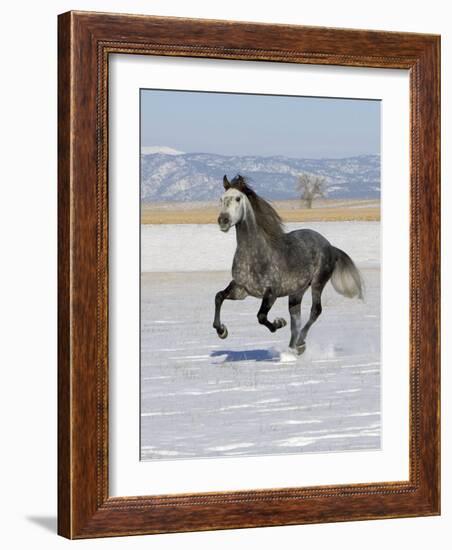 Gray Andalusian Stallion, Cantering in Snow, Longmont, Colorado, USA-Carol Walker-Framed Photographic Print