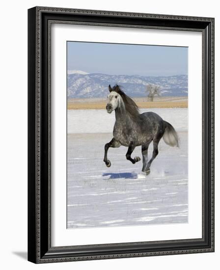 Gray Andalusian Stallion, Cantering in Snow, Longmont, Colorado, USA-Carol Walker-Framed Photographic Print