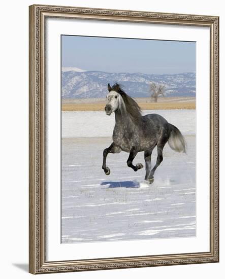 Gray Andalusian Stallion, Cantering in Snow, Longmont, Colorado, USA-Carol Walker-Framed Photographic Print