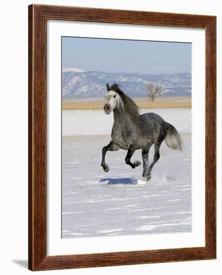 Gray Andalusian Stallion, Cantering in Snow, Longmont, Colorado, USA-Carol Walker-Framed Photographic Print