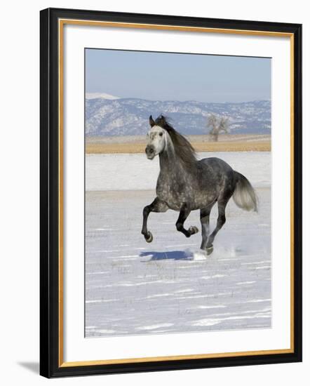 Gray Andalusian Stallion, Cantering in Snow, Longmont, Colorado, USA-Carol Walker-Framed Photographic Print