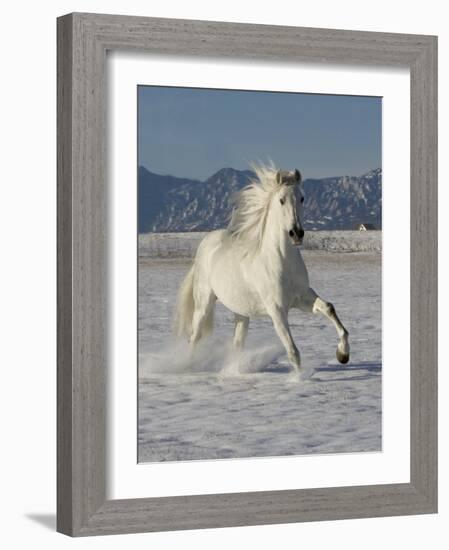 Gray Andalusian Stallion, Cantering in Snow, Longmont, Colorado, USA-Carol Walker-Framed Photographic Print