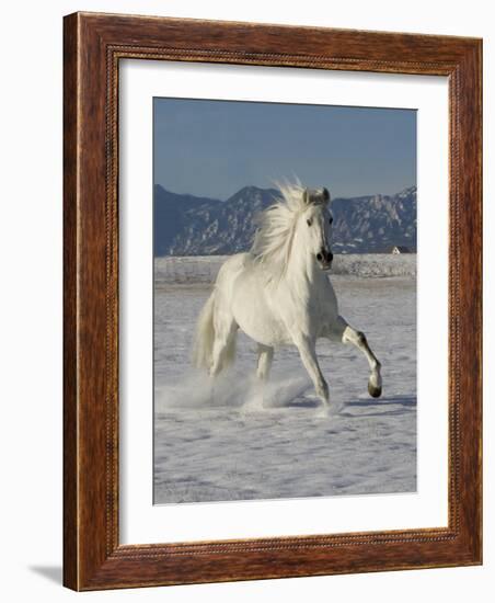 Gray Andalusian Stallion, Cantering in Snow, Longmont, Colorado, USA-Carol Walker-Framed Photographic Print