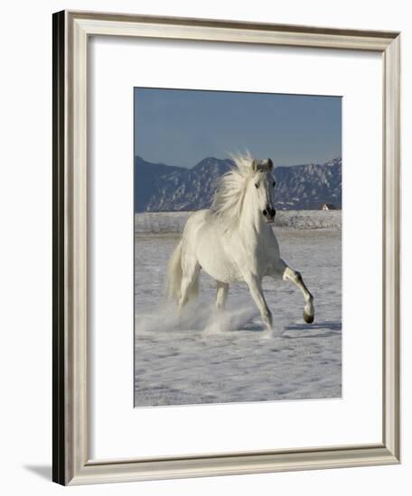 Gray Andalusian Stallion, Cantering in Snow, Longmont, Colorado, USA-Carol Walker-Framed Photographic Print