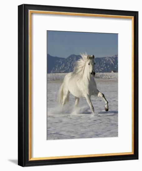 Gray Andalusian Stallion, Cantering in Snow, Longmont, Colorado, USA-Carol Walker-Framed Photographic Print