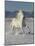 Gray Andalusian Stallion, Cantering in Snow, Longmont, Colorado, USA-Carol Walker-Mounted Photographic Print