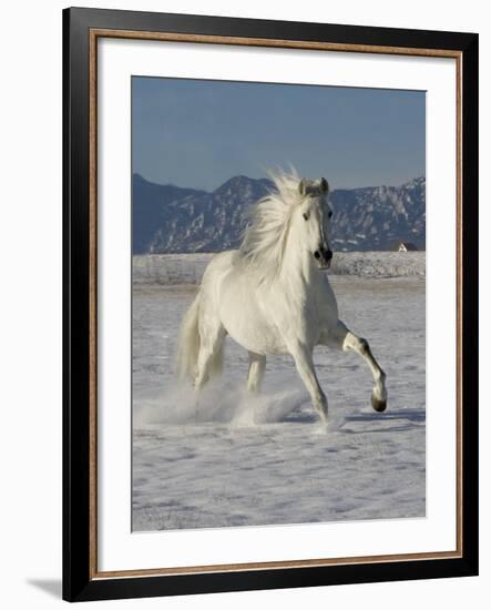 Gray Andalusian Stallion, Cantering in Snow, Longmont, Colorado, USA-Carol Walker-Framed Photographic Print