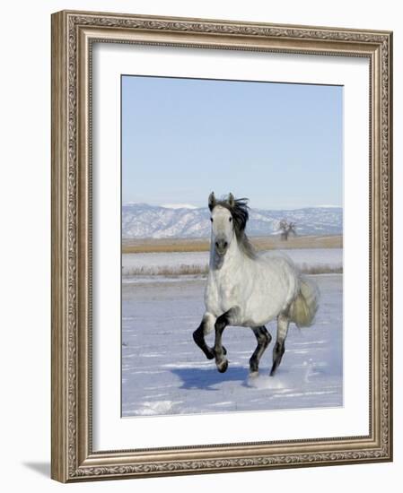 Gray Andalusian Stallion, Cantering in Snow, Longmont, Colorado, USA-Carol Walker-Framed Photographic Print