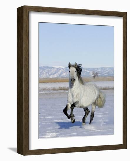 Gray Andalusian Stallion, Cantering in Snow, Longmont, Colorado, USA-Carol Walker-Framed Photographic Print