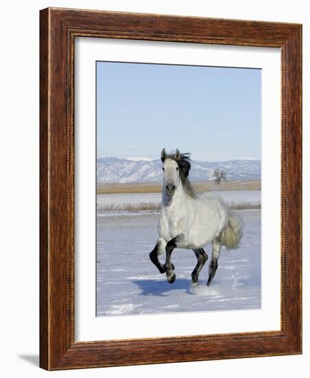 Gray Andalusian Stallion, Cantering in Snow, Longmont, Colorado, USA-Carol Walker-Framed Photographic Print