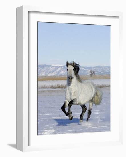 Gray Andalusian Stallion, Cantering in Snow, Longmont, Colorado, USA-Carol Walker-Framed Photographic Print