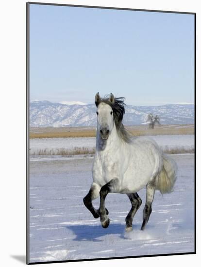 Gray Andalusian Stallion, Cantering in Snow, Longmont, Colorado, USA-Carol Walker-Mounted Photographic Print