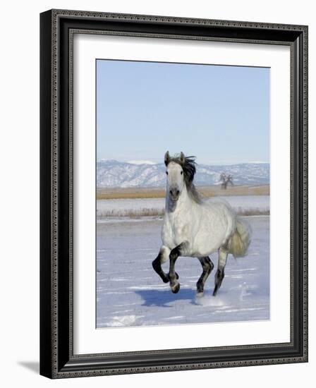 Gray Andalusian Stallion, Cantering in Snow, Longmont, Colorado, USA-Carol Walker-Framed Photographic Print