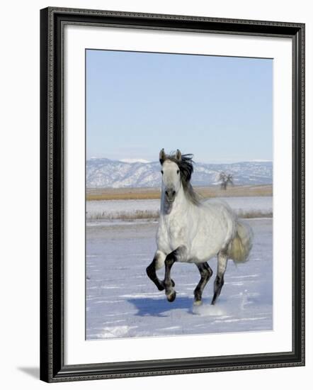 Gray Andalusian Stallion, Cantering in Snow, Longmont, Colorado, USA-Carol Walker-Framed Photographic Print