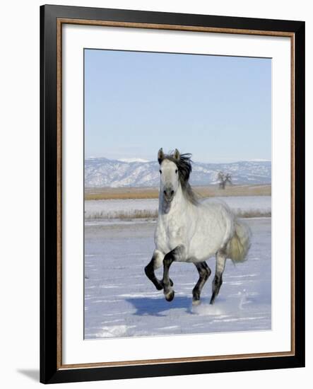 Gray Andalusian Stallion, Cantering in Snow, Longmont, Colorado, USA-Carol Walker-Framed Photographic Print