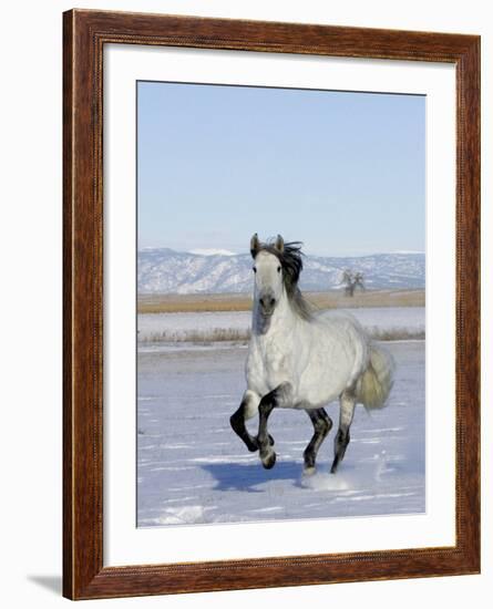 Gray Andalusian Stallion, Cantering in Snow, Longmont, Colorado, USA-Carol Walker-Framed Photographic Print