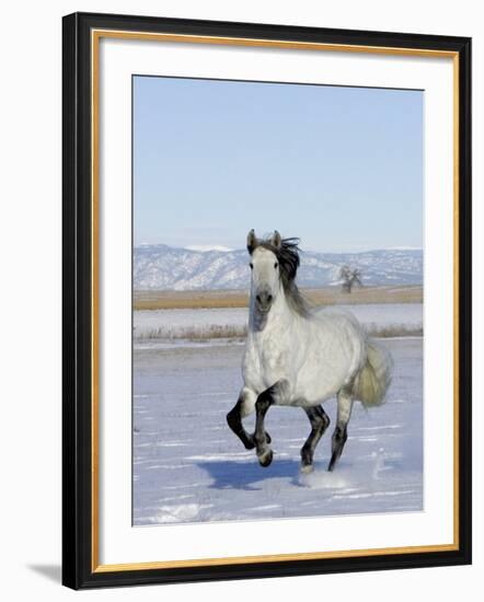 Gray Andalusian Stallion, Cantering in Snow, Longmont, Colorado, USA-Carol Walker-Framed Photographic Print