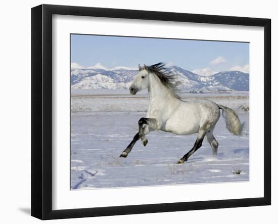 Gray Andalusian Stallion, Cantering in Snow, Longmont, Colorado, USA-Carol Walker-Framed Photographic Print