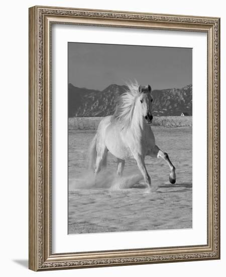 Gray Andalusian Stallion, Cantering in Snow, Longmont, Colorado, USA-Carol Walker-Framed Photographic Print