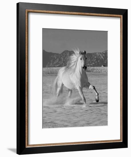 Gray Andalusian Stallion, Cantering in Snow, Longmont, Colorado, USA-Carol Walker-Framed Photographic Print