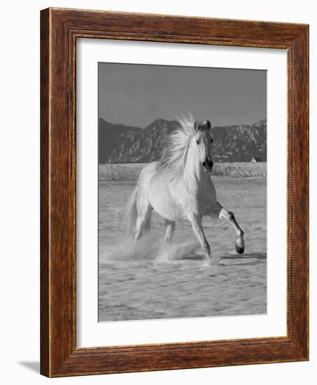 Gray Andalusian Stallion, Cantering in Snow, Longmont, Colorado, USA-Carol Walker-Framed Photographic Print