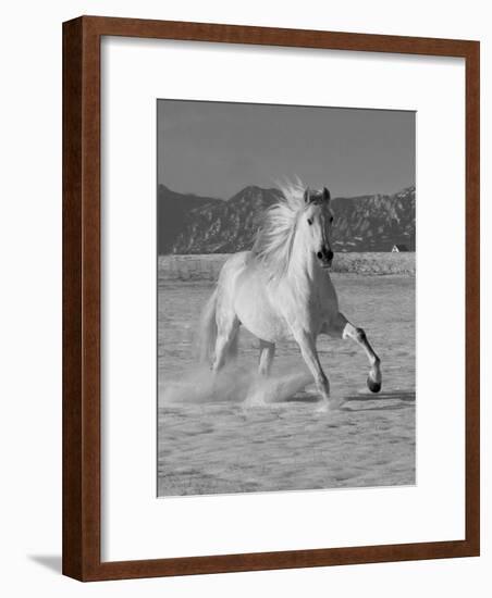 Gray Andalusian Stallion, Cantering in Snow, Longmont, Colorado, USA-Carol Walker-Framed Photographic Print