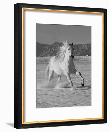 Gray Andalusian Stallion, Cantering in Snow, Longmont, Colorado, USA-Carol Walker-Framed Photographic Print